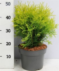 Thuja occ. 'Golden Globe'