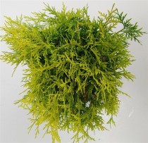 Thuja occ. 'Golden Globe'
