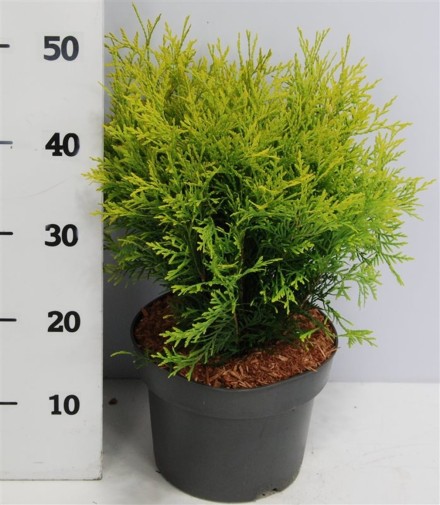 Thuja occ. 'Golden Globe'