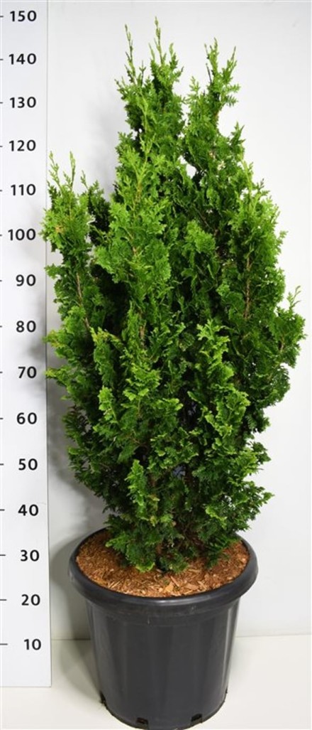 Thuja occ. 'Zmatlik'