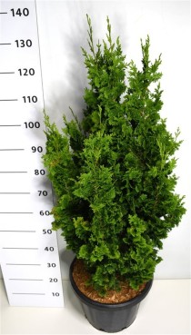 Thuja occ. 'Zmatlik'