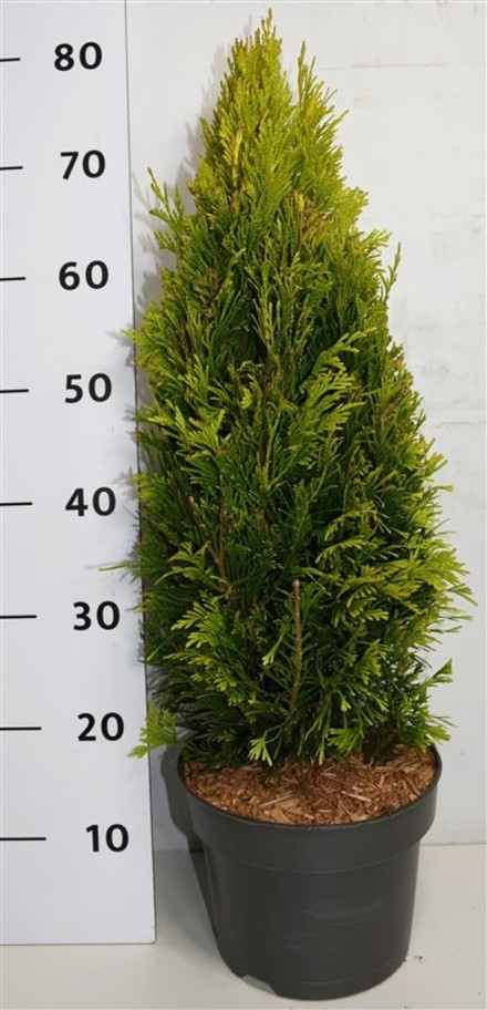 Thuja pl. '4 Evergoldy