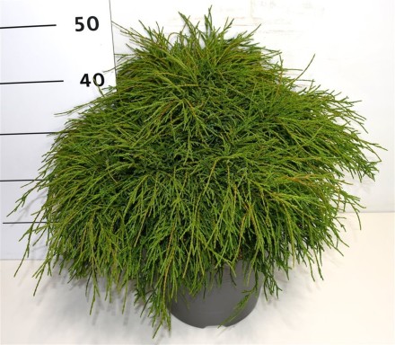 Chamaecyparis p. 'Filifera Nana'