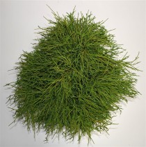 Chamaecyparis p. 'Filifera Nana'