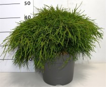 Chamaecyparis p. 'Filifera Nana'