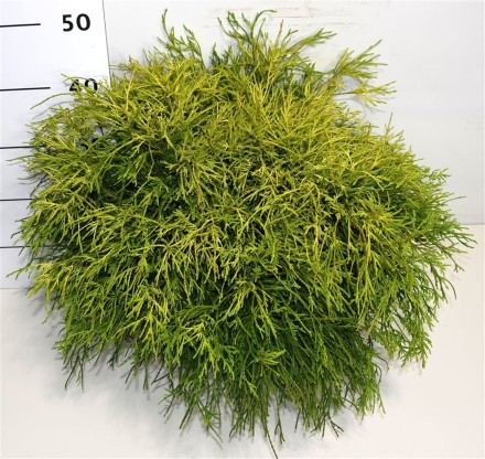 Chamaecyparis p. 'Sungold'