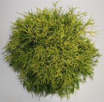 Chamaecyparis p. 'Sungold'