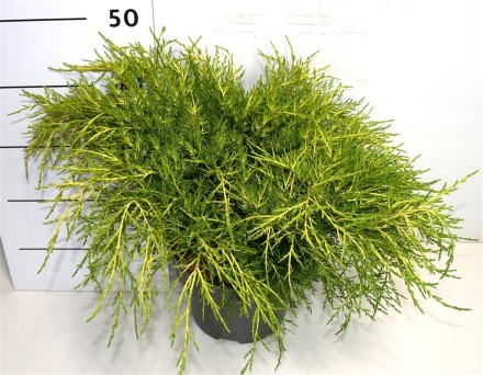 Juniperus pfitzeriana 'Old Gold'