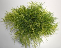 Juniperus pfitzeriana 'Old Gold'