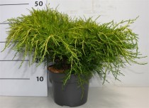 Juniperus pfitzeriana 'Old Gold'