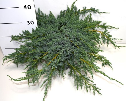 Juniperus squamata 'Blue Carpet'