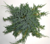 Juniperus squamata 'Blue Carpet'