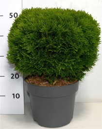 Thuja occ. 'Danica'