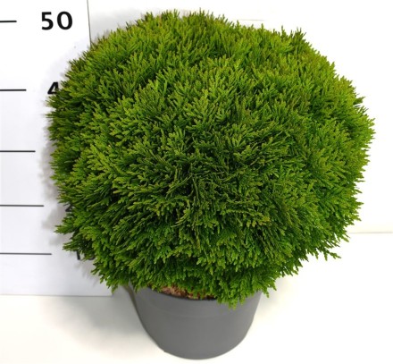 Thuja occ. 'Danica'