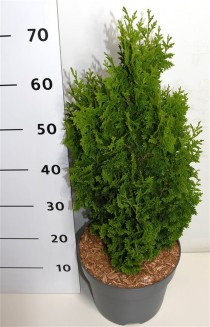 Thuja occ. 'Zmatlik'