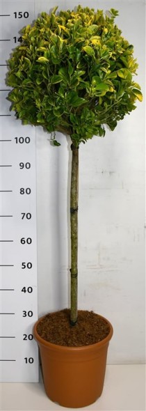 Euonymus jap. 'Aureus'