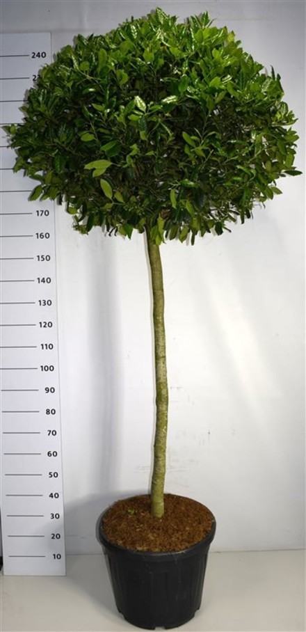 Ilex 'Nellie R. Stevens'