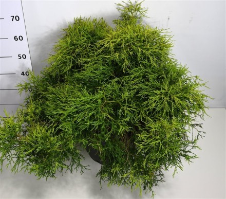 Chamaecyparis p. 'Sungold'