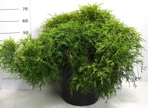 Chamaecyparis p. 'Sungold'
