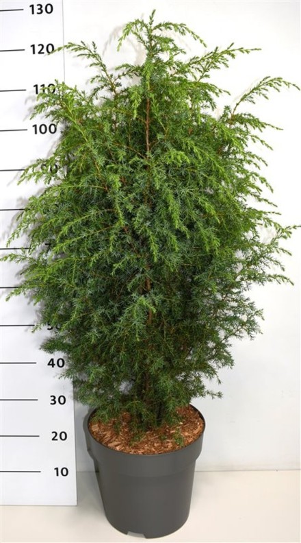 Juniperus comm. 'Suecica'