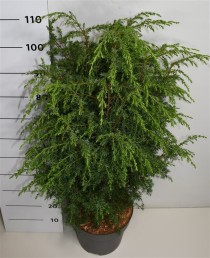 Juniperus comm. 'Suecica'