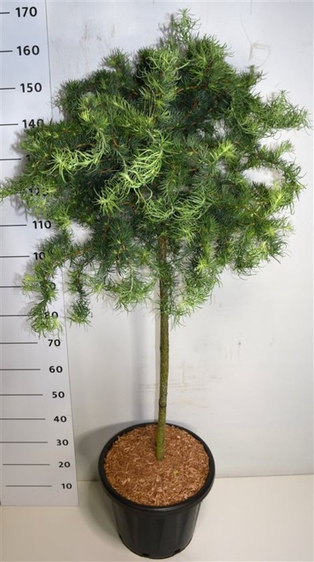 Larix kaempf. 'Diana'