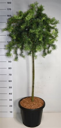 Larix kaempf. 'Diana'