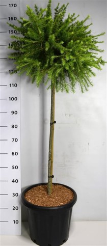 Larix lar. 'Arethusa Bog'