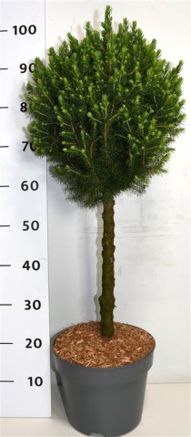 Picea gl. 'Conica'