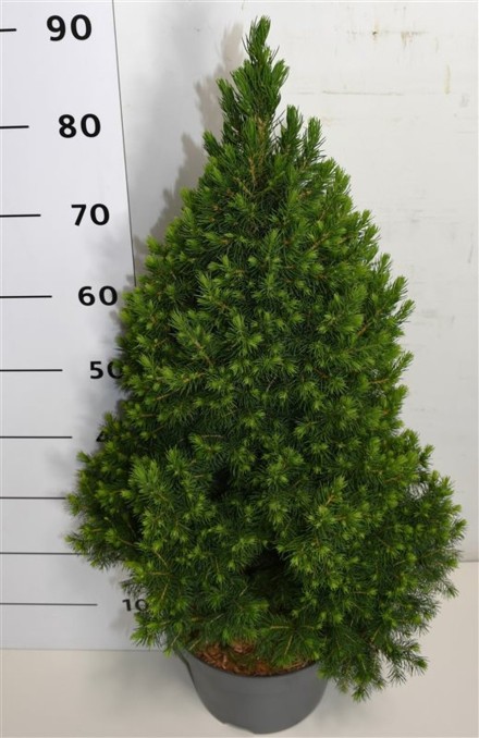 Picea gl. 'Conica'