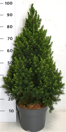 Picea gl. 'Conica'