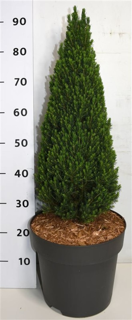 Picea gl. 'Zuckerhut'
