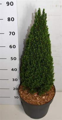 Picea gl. 'Zuckerhut'