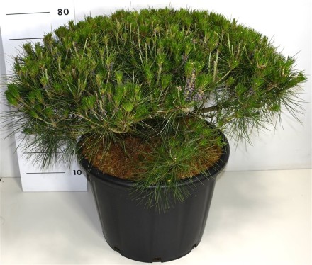 Pinus d. 'Alice Verkade'