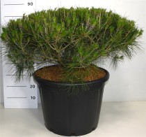 Pinus d. 'Alice Verkade'