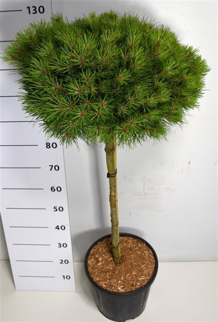 Pinus nigra 'Marie Bregeon'