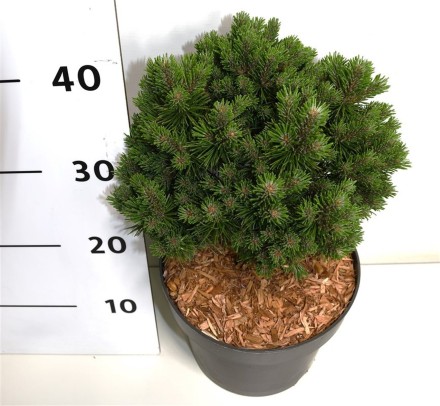 Pinus mugo 'Allgäu'