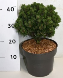 Pinus mugo 'Allgäu'