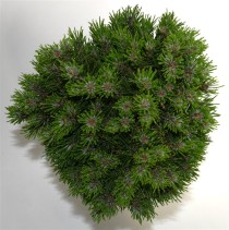 Pinus mugo 'Heideperle'