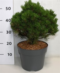 Pinus mugo 'Heideperle'