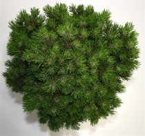 Pinus mugo 'Heideperle'