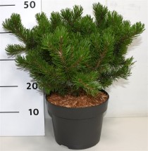 Pinus mugo 'Klosters Grun'