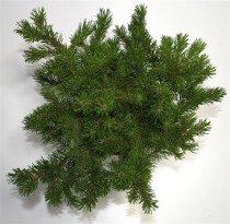 Pinus mugo 'Klosters Grun'
