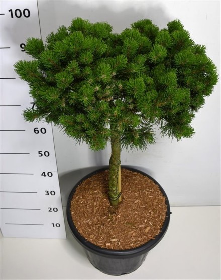 Pinus mugo 'Lilliput'