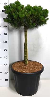 Pinus mugo 'Lilliput'
