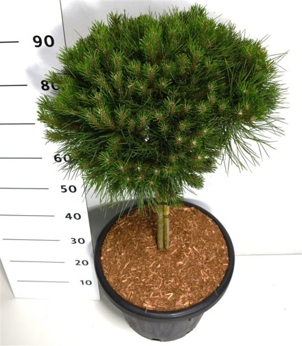 Pinus nigra 'Bambino'