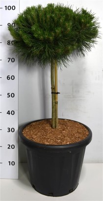Pinus nigra 'Bambino'