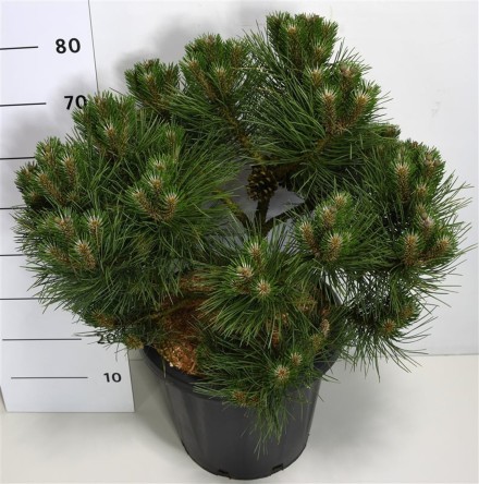Pinus nigra 'Nana'