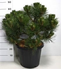 Pinus nigra 'Nana'