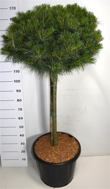 Pinus strobus 'Nana'